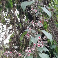 Paederia foetida L.